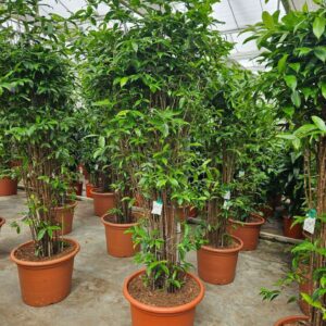 Dracaena surculosa
(1 Plants/Order)(55cmP 250cmH)