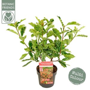 Photinia serratifolia Pink Crispy Photinia ser. 'Pink Crispy' ®
(1 Plants/Order)(19cmP 40cmH)