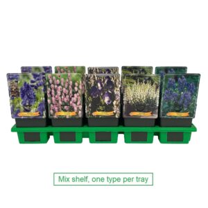 Aconitum mix laag P11
(10 Plants/Order)(11cmP 25cmH)