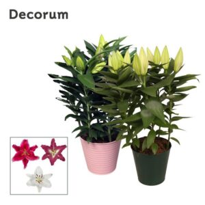 Lilium Oriental mix 19cm Zinc
(5 Plants/Order)(20cmP 50cmH)