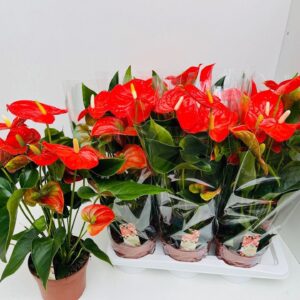 Anthurium (Andreanum Grp) Florida
(6 Plants/Order)(17cmP 55cmH)