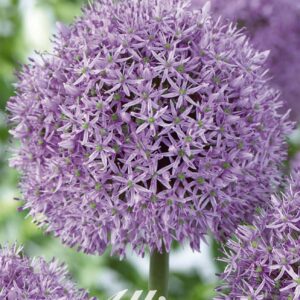 Droge Bulbs Allium Ball Gladiator x2 18/+
(10 Plants/Order)(5cmP 20cmH)