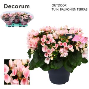 Begonia (Elatior Grp) Betulia Light 19cm Outdoor
(3 Plants/Order)(19cmP 35cmH)