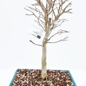 Acer buergerianum Pot 25cm.
(2 Plants/Order)(25cmP 50cmH)