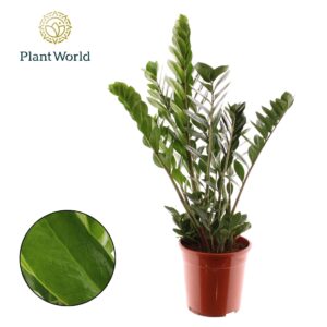 Zamioculcas zamiifolia 8-9 Feathers
(1 Plants/Order)(24cmP 100cmH)