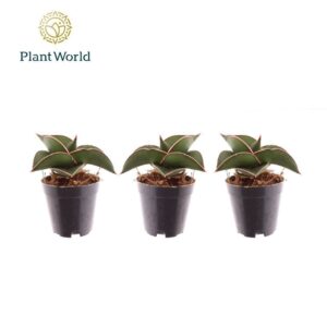 Sansevieria Samurai Compacta
(20 Plants/Order)(5.5cmP 10cmH)