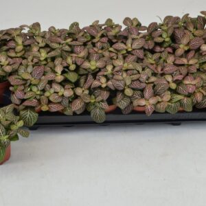 Fittonia Mosaic Mistral FITTONIA MISTRAL 8,5 CM
(21 Plants/Order)(8.5cmP 12cmH)