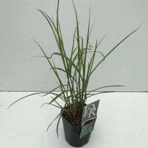 Miscanthus sinensis Ferner Osten
(6 Plants/Order)(17cmP 30cmH)