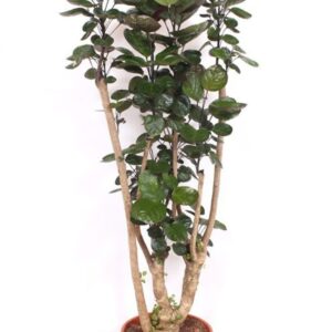 Polyscias Fabian Polyscias Fabian
(1 Plants/Order)(30cmP 150cmH)