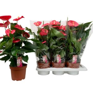 Anthurium California
(6 Plants/Order)(17cmP 58cmH)