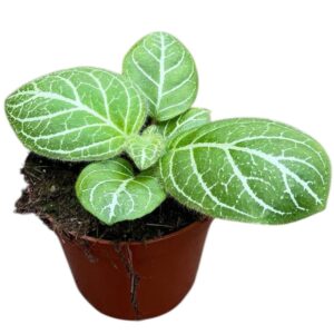 other plants Michaelmoelleria Sp Vietnam
(14 Plants/Order)(8cmP 12cmH)