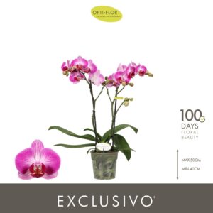 Phalaenopsis Multiflora Exclusivo Bing 2 spike
(6 Plants/Order)(12cmP 45cmH)