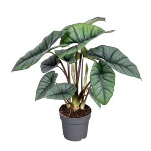 Alocasia Alocasia Platinum 14cm
(8 Plants/Order)(14cmP 45cmH)