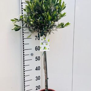 Olea europaea on stem
(1 Plants/Order)(21cmP 100cmH)