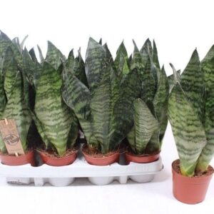 Sansevieria zeylanica compacta
(12 Plants/Order)(9cmP 30cmH)