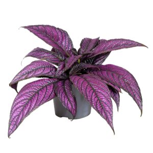Strobilanthes dyeria Strobilanthes Metallica
(6 Plants/Order)(13cmP 20cmH)