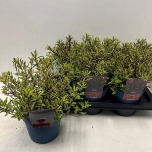 Hebe other green Hebe True Love
(6 Plants/Order)(17cmP 30cmH)
