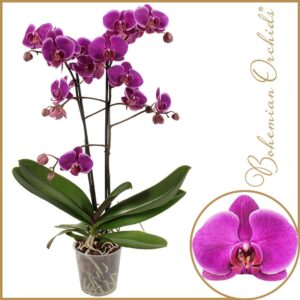 Phalaenopsis Durban 2 spike
(10 Plants/Order)(12cmP 70cmH)