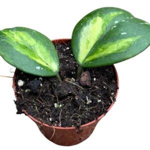 Hoya Obovata Variegated
(14 Plants/Order)(8cmP 10cmH)