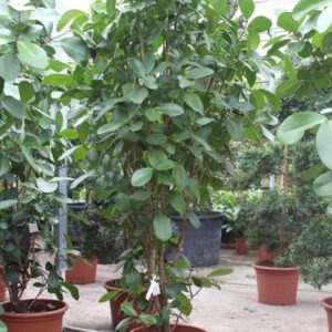 Clusia rosea
(1 Plants/Order)(60cmP 300cmH)
