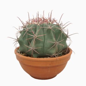 Cactus Ferocactus 30 cm
(1 Plants/Order)(30cmP 35cmH)