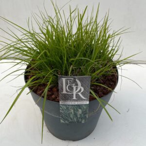 Pennisetum alopecuroides Hameln
(1 Plants/Order)(29cmP 70cmH)