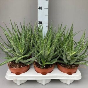 Aloe arborescens
(8 Plants/Order)(12cmP 25cmH)