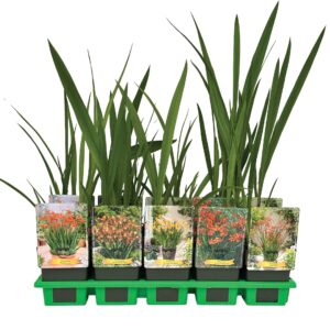 Crocosmia other mix laag P11
(10 Plants/Order)(11cmP 25cmH)