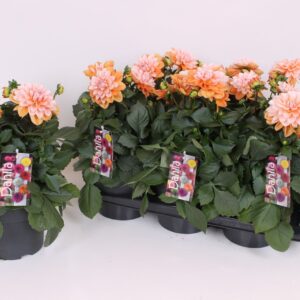 Dahlia (Decorative Grp) Labella Gra XL 17 CM Fun Caramel
(6 Plants/Order)(17cmP 40cmH)