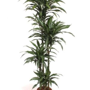 Dracaena Ulises 120-90-60-30
(1 Plants/Order)(27cmP 190cmH)
