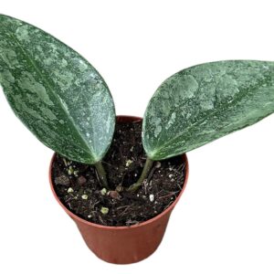 Hoya Rimba Perak
(14 Plants/Order)(8cmP 10cmH)