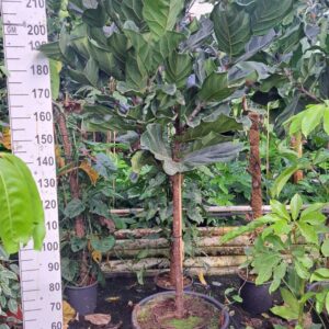 Ficus lyrata stam XXL 250
(1 Plants/Order)(55cmP 250cmH)