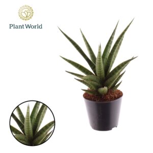 Sansevieria Cylindrica Boogie Woogie'
(12 Plants/Order)(8.5cmP 20cmH)