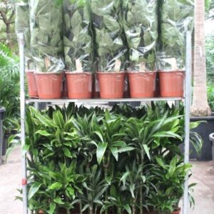 Indoor plants Mixkar Dracaena 3pp and Schefflera Amate 2pp
(1 Plants/Order)(5cmP 110cmH)