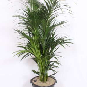Howea forsteriana
(1 Plants/Order)(40cmP 200cmH)
