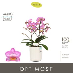 Phalaenopsis Multifl. typ Honeybee Optimost Honeybee 2 spike in Molise White Aquo
(6 Plants/Order)(12cmP 45cmH)