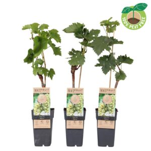 Vitis Bianca vinifera P15 geënt
(10 Plants/Order)(15cmP 50cmH)