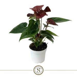 Anthurium Essencia Dark12cm
(6 Plants/Order)(12cmP 40cmH)