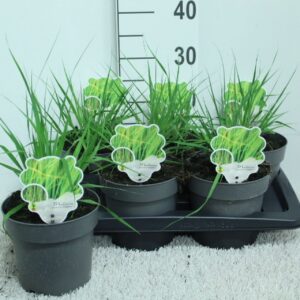 Molinia caerulea Heidebraut' P17
(6 Plants/Order)(17cmP 35cmH)