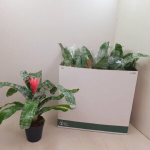 Aechmea Primera XL
(7 Plants/Order)(15cmP 65cmH)