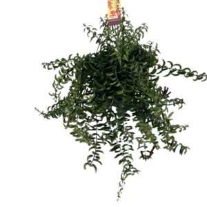 Aeschynanthus Twister
(7 Plants/Order)(15cmP 45cmH)