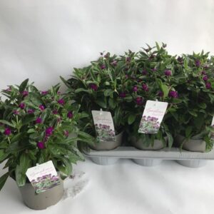 Gomphrena globosa Purple Dots
(6 Plants/Order)(17cmP 20cmH)