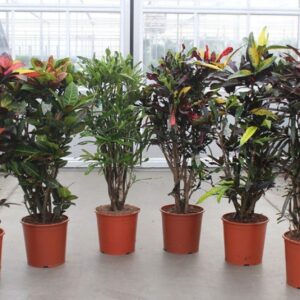 Codiaeum Codiaeum mix (Croton)
(9 Plants/Order)(30cmP 140cmH)