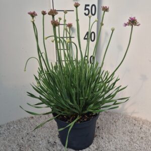 Allium senescens Allium sen. Little Sapphire P19
(1 Plants/Order)(19cmP 45cmH)