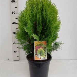 Platycladus orientalis Aurea Nana Thuja orient. 'Aurea Nana'
(1 Plants/Order)(19cmP 55cmH)