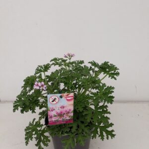 Pelargonium graveolens Fragrant p12 Isko Lemon citroengeranium
(10 Plants/Order)(12cmP 20cmH)