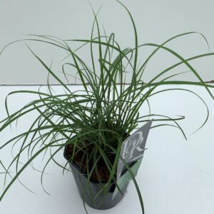 Miscanthus sinensis Little Zebra'
(6 Plants/Order)(17cmP 30cmH)
