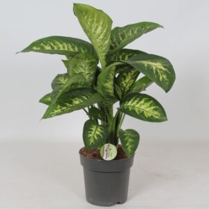 Dieffenbachia Reeva
(1 Plants/Order)(21cmP 70cmH)