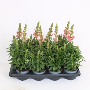 Antirrhinum majus other Antirrhinum majus pink
(8 Plants/Order)(12cmP 40cmH)