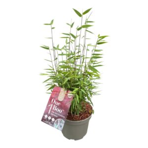 Fargesia Jiuzhaigou 1 One Boo™ Red P17
(6 Plants/Order)(17cmP 40cmH)